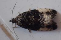 Hedya pruniana