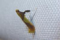 Caloptilia alchimiella