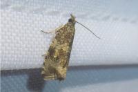Celypha lacunana