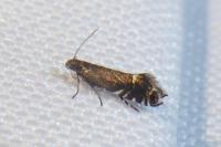 Glyphipterix simpliciella