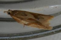 Clepsis coriacana