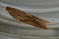 Clepsis coriacana