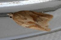 Clepsis coriacana