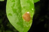 Gracillaria syringella