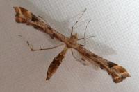 Platyptilia gonodactyla