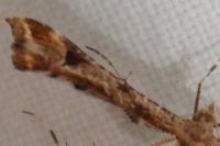 Platyptilia gonodactyla