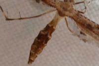 Platyptilia gonodactyla