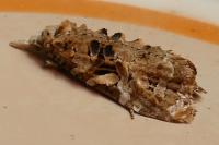 Phtheochroa rugosana