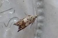 Cydia gr. succedana