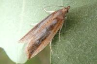 Bactra