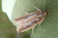 Bactra