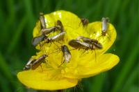 Micropterix calthella