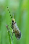 Micropterix calthella