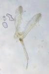 Glyphipterix simpliciella