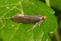 Incurvaria koerneriella