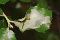 Acrocercops brongniardella