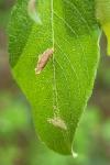 Coleophora serratella