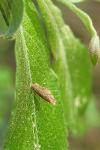 Coleophora serratella