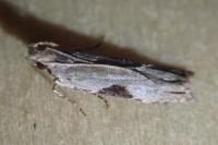Hypatima rhomboidella