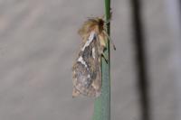 Korscheltellus lupulinus