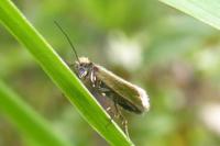 Micropterix calthella