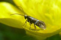 Micropterix aruncella