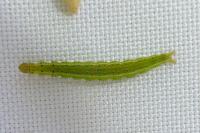 Ypsolopha parenthesella