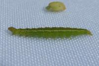 Ypsolopha parenthesella