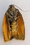 Cacoecimorpha pronubana