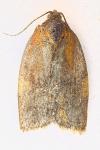 Cacoecimorpha pronubana