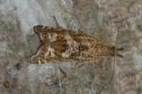 Dichrorampha
