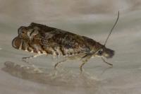 Dichrorampha