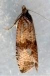 Celypha striana