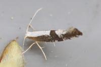 Argyresthia spinosella