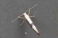 Argyresthia spinosella