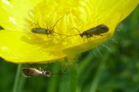 Micropterix calthella