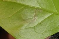 Gracillaria syringella