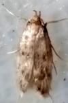 Borkhausenia nefrax