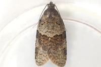 Syndemis musculana
