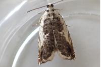 Ancylis laetana