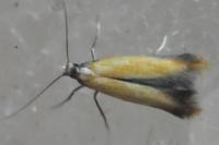 Coptotriche marginea