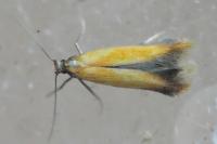 Coptotriche marginea