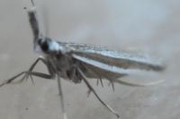 Pleurota ericella
