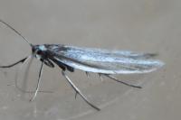Pleurota ericella