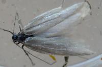 Pleurota