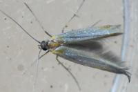 Pleurota