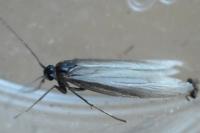 Pleurota