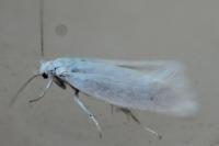 Elachista argentella