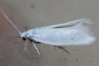 Elachista argentella