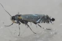 Glyphipterix